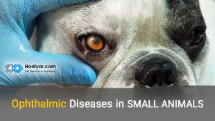 بیماری های چشم در حیوانات کوچک