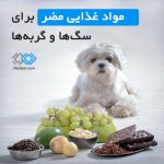 غذاهای مضر برای سگ و گربه