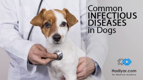 وبینار بیماری های عفونی شایع در سگ ها