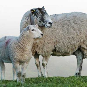 بیماری های گوسفند