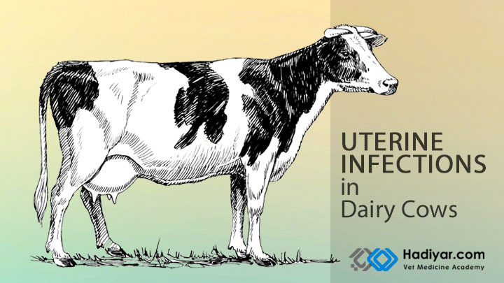 عفونت های رحمی در گله گاو شیری
