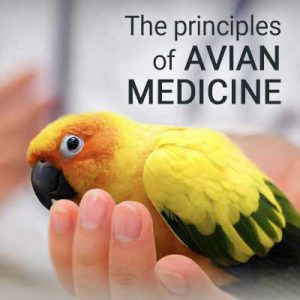 طب پرندگان زينتی