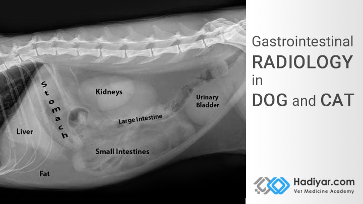 رادیولوژی دستگاه گوارش در سگ و گربه