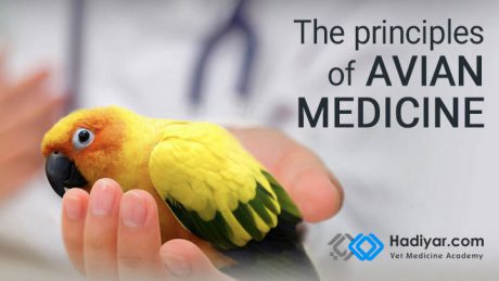 اصول طب پرندگان زينتی