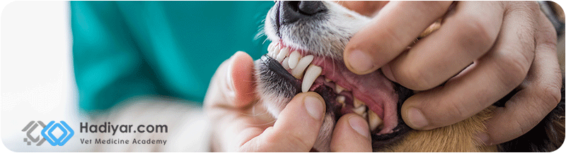 دندانپزشکی در حیوانات خانگی