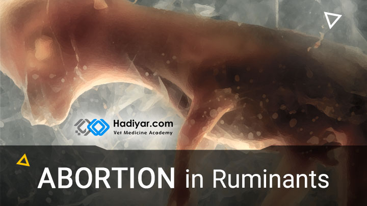 سقط جنین در نشخوارکنندگان