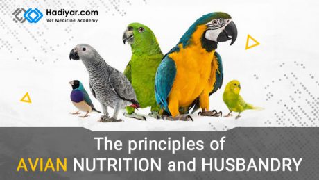 اصول تغذیه و نگهداری از پرندگان خانگی