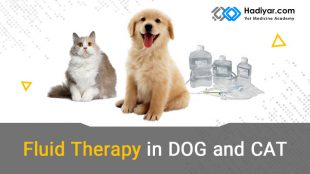 اصول و روش های مایع درمانی در سگ و گربه