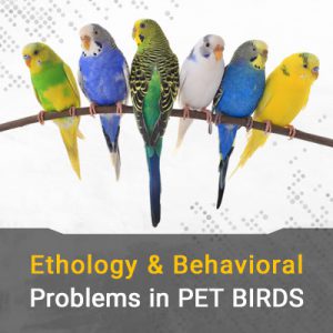 رفتارشناسی پرندگان