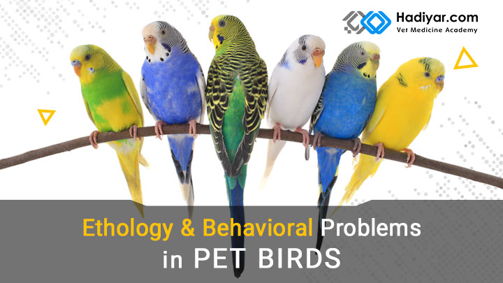 رفتارشناسی و اختلالات رفتاری در پرندگان خانگی
