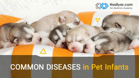 بیماری شایع در نورادان حیوانات خانگی