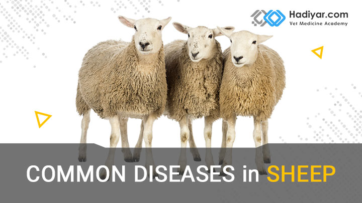 دوره آموزشی بیماری های گوسفند