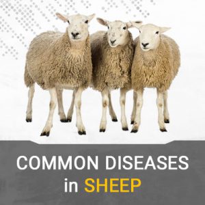 بیماری های گوسفندان