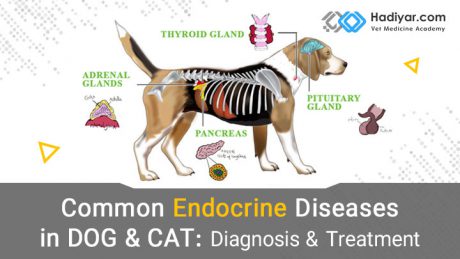 بیماری های اندوکراین در سگ و گربه