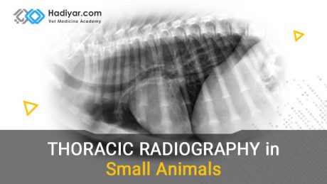 رادیوگرافی قفسه سینه ای در حیوانات کوچک