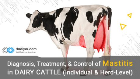 تشخیص، درمان ورم پستان در گاو شیری
