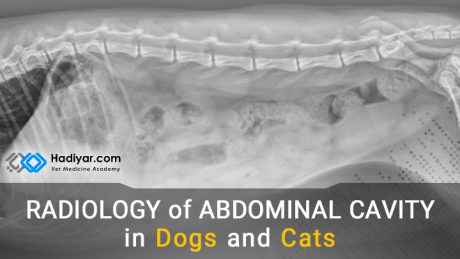 رادیولوژی محوطه بطنی در سگ و گربه