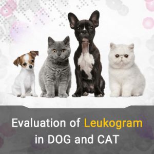 بررسی لوکوگرام و آزمایش خون در حیوانات خانگی