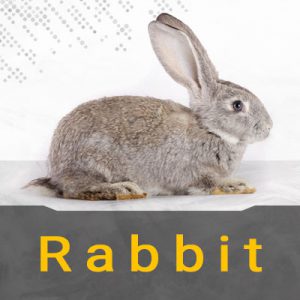 اصول معاینه خرگوش