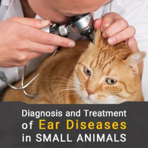 بیماری های گوش در سگ و گربه