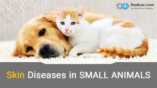 بیماری های پوستی در حیوانات خانگی