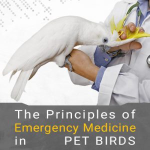 اصول طب اورژانس در پرندگان خانگی