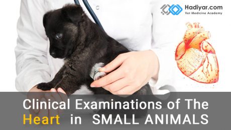 معاینه بالینی قلب در حیوانات کوچک