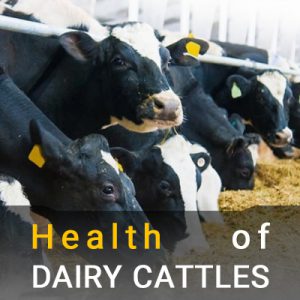 مدیریت بهداشتی گله های گاو شیری
