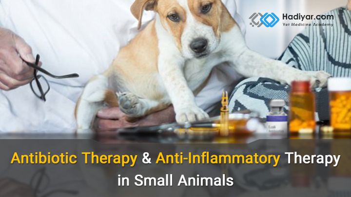 آنتی بیوتیک تراپی و کورتون تراپی در حیوانات خانگی