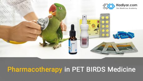 دارو درمانی در طب پرندگان زینتی