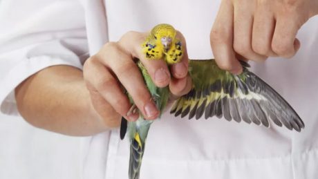 تشخیص و درمان بیماری ها در پرندگان زینتی