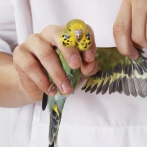 تشخیص و درمان بیماری ها در پرندگان خانگی