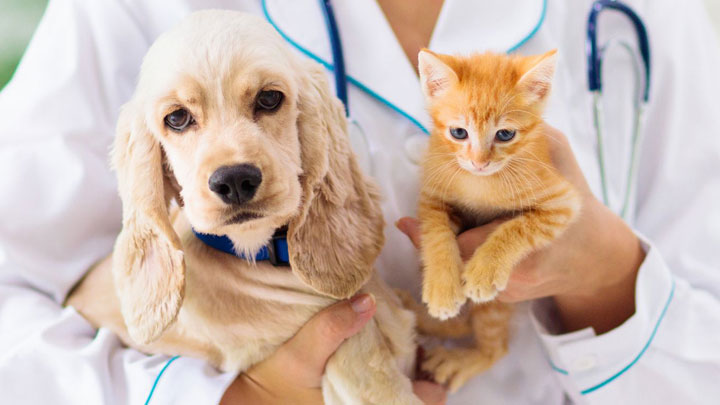 بیماری های عفونی در سگ و گربه