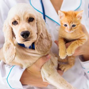 تشخیص و درمان بیماری های سگ و گربه