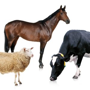 بیماریهای انگلی در گاو، گوسفند و اسب