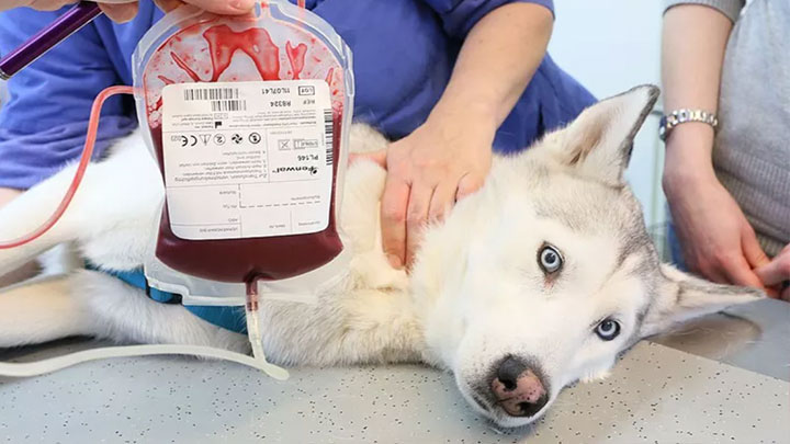 انتقال خون در سگ و گربه