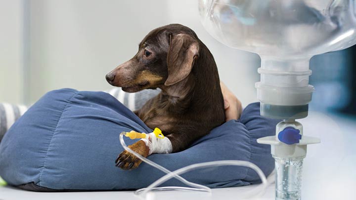 مایع درمانی در حیوانات خانگی