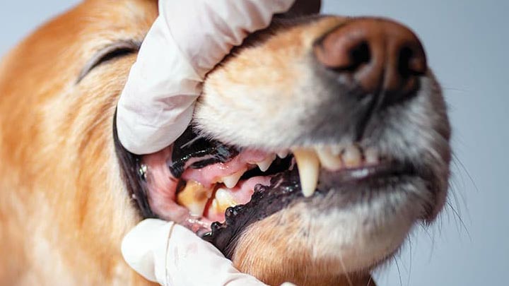 بیماری ها و مشکلات شایع دهان و دندان در حیوانات کوچک