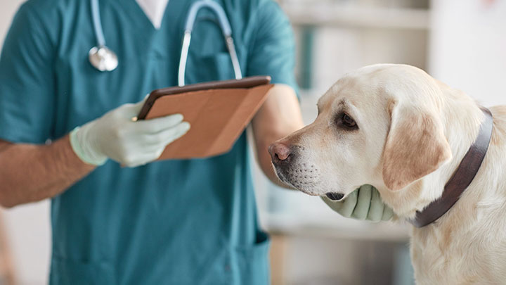 اصول معاینات بالینی و مقیدسازی در حیوانات کوچک