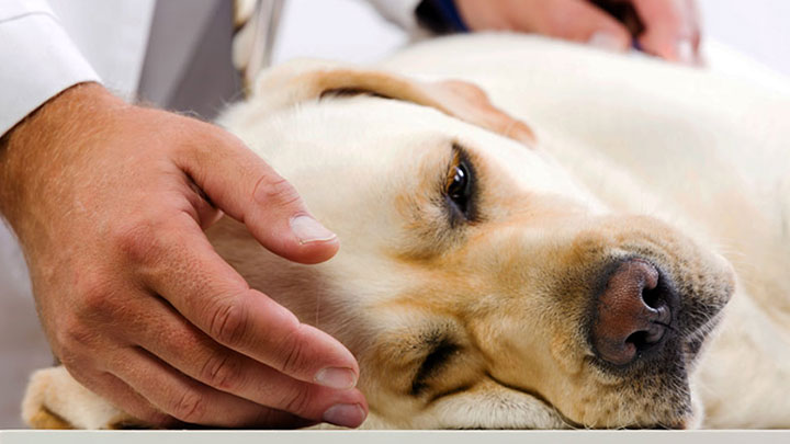 اورژانس های قلبی-ریوی و مغزی-نخاعی در سگ و گربه