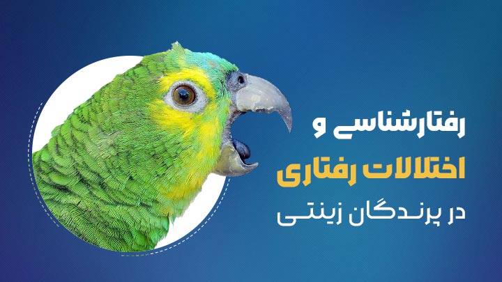 اختلالات رفتاری در پرندگان زینتی