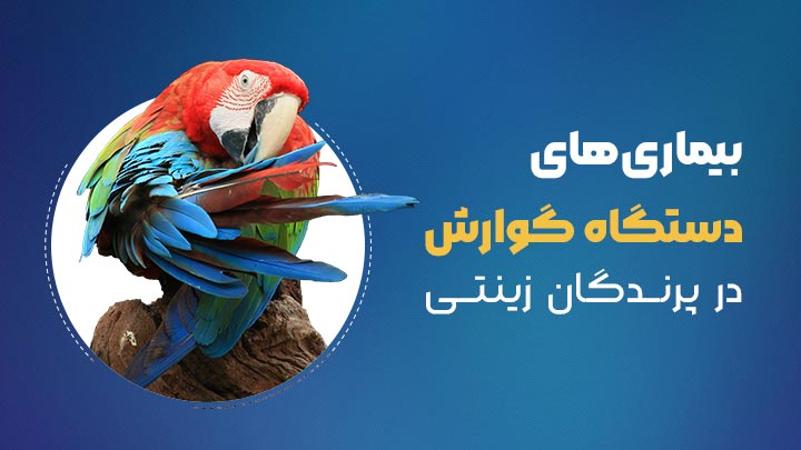 بیماری های دستگاه گوارش در پرندگان زینتی