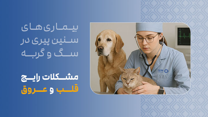 مشکلات رایج قلب و عروق در سگ‌ها و گربه‌های مسن
