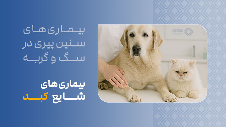 بیماری‌های شایع کبد در سگ‌ها و گربه‌های مسن