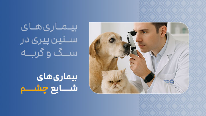 بیماری‌های شایع چشم در سگ‌ها و گربه‌های مسن