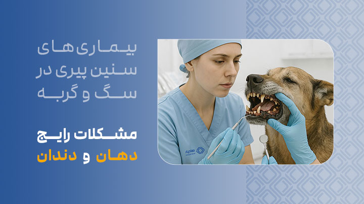 مشکلات رایج دهان و دندان در سگ‌ها و گربه‌های مسن